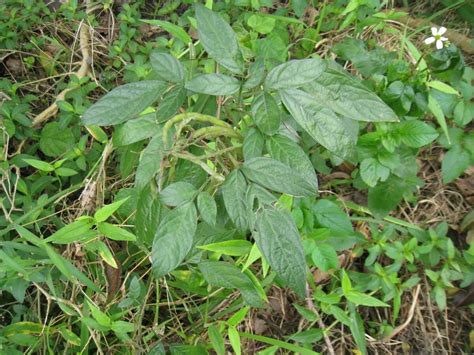 門口避邪|避邪草是什麼？常見6種「避邪植物」介紹，趨吉避凶。